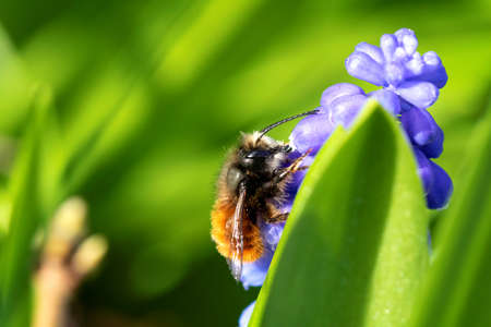 A macro portrait of a bee sitting on a blue grape hyacinth flower behind a green leaf in a garden during springtime. The insect is collecting pollen.の写真素材