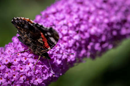 A portrait of a atalanta butterfly with its wings closed on a butterfly bush branch covered with purple flowers. The butterfly is scientifically called vanessa atalanta.の写真素材