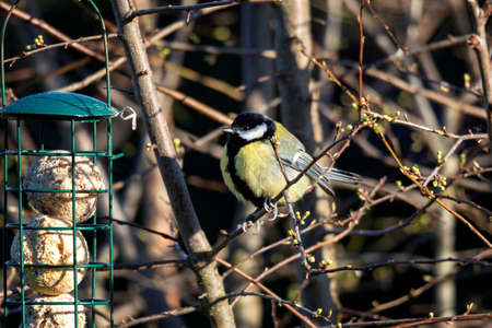 A great tit sitting on a small branch of a bush next to a feeding crib. The bird feeder is filled with food for the small birds to survive during winter.の写真素材