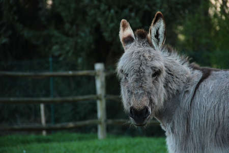 A portrait of a midget donkey grazing in its field looking straight at the camera.の写真素材