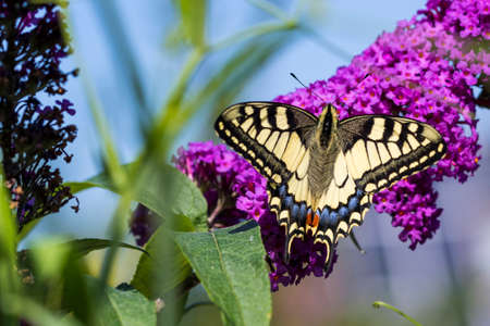 A close up portrait of a papilio machaon or otherwise now as the queen page butterfly sitting on a purple flower branch of a butterfly bush.の写真素材