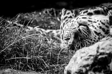 A black and white portrait of a leopard lying on its back resting. The animal just opened its eyes for a second to doze in again.の写真素材