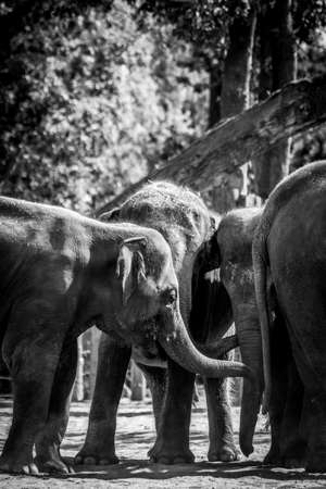 A black and white close up portrait of some baby elephants standing in a group playing with eachother.の写真素材
