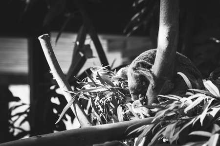 A black and white portrait of a koala resting or sleeping in a tree. The animal is really clinching to the tree.の写真素材