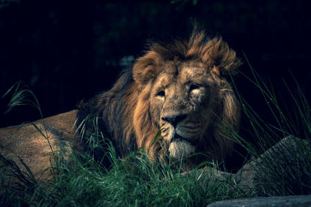 A scenic portrait of an epic lion lying lazy on a rock in the grass with a ray of sunlight on its face looking or scouting around.の写真素材