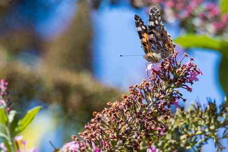 A close up portrait of a thistle butterfly sitting on a branch of a butterfly bush covered in purple flowers. The butterfly is also called vanessa cardui by its scientific name.の写真素材