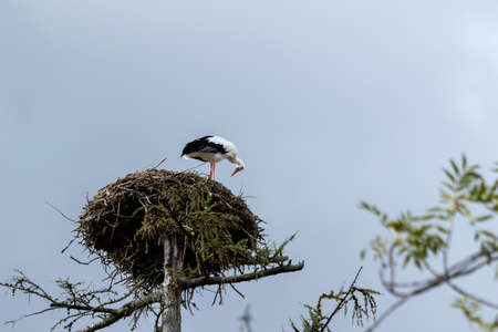 A portrait of a stork standing on top of its large nest high above the ground on a pole. The large bird is looking down to the branches of the nest.の写真素材