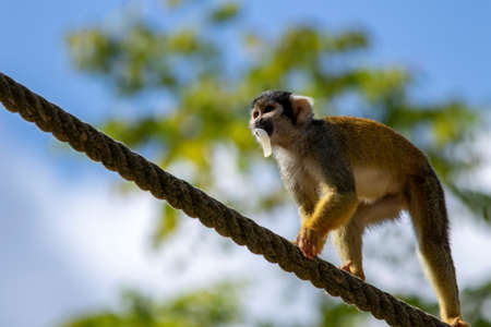 A close up portrait of a squirrel monkey with some food in its mouth. The capuchin monkey is walking over a rope.の写真素材