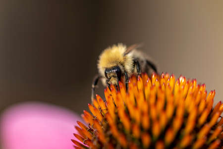 A portrait of a bee sitting on the stencils of an euchinacea purpurea collecting pollen to produce nectar for honey.の写真素材
