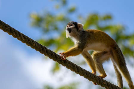 A close up portrait of a capuchin monkey with some food in its mouth. The squirrel monkey is walking over a rope.の写真素材