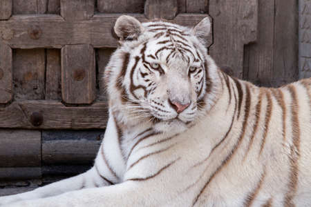 A portrait of a white siberian tiger lying in front of a closed wooden door in a zoo.の写真素材