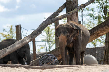 A portrait of an elephant in a zoo standing and looking around in its cage with all its toys and props.の写真素材