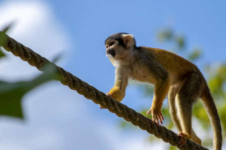 A close up portrait of a capuchin monkey walking over a rope with some food in its mouth it is also known as a squirrel monkey.の写真素材
