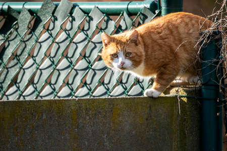 A close up portrait of a cat walking across a wall dividing two gardens. It came through a hole between two fences.の写真素材