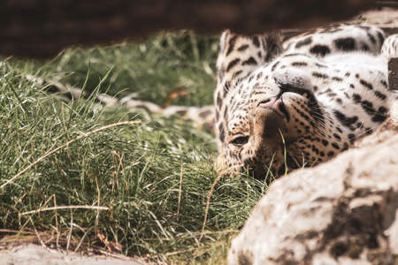 A portrait of a leopard lying on its back resting. The animal just opened its eyes for a second to doze in again.の写真素材
