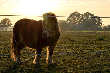 A sunset portrait of a shetland pony standing in its grazing meadow. The sun is setting and its light creates this great glow around the animal.の写真素材