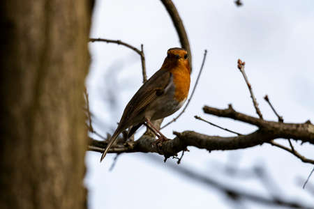 A portrait of a robin on a branch looking straight into the camera.の写真素材