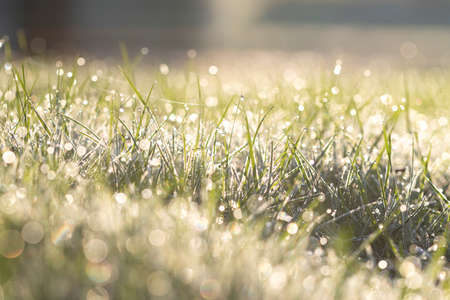 A portrait of wet and frozen grass during a sunrise in a garden. The dew is caused by molten frost. The grass was frozen during a cold winter night.の写真素材