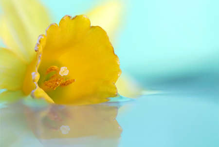 A light dreamy macro portrait of a yellow daffodil floating in water with a green background. The flower casts a reflection on the mirrorlike surface of the water and the details are visible.の写真素材