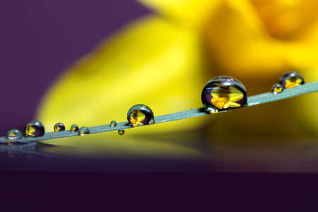 A macro portrait of some waterdrops on a blade of grass touching the surface of some water. In the bubbles the image of the blurred daffodil in the background is reflected.の写真素材
