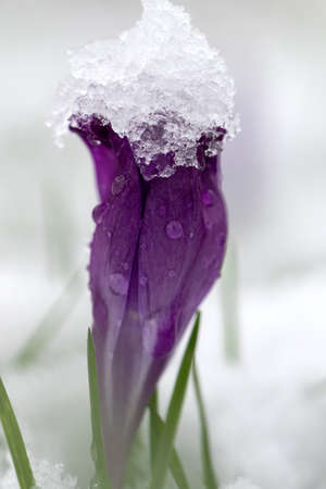A close up portrait of a purple crocus flower covered with snow at the top. The snow is already melting and turning into ice.の写真素材
