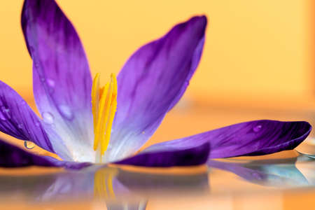 A vibrant and colorful portrait of a purple crocus flower floating on a still surface of water. The water reflects some parts of the flower. The flower is wet and has some water drops on it.の写真素材
