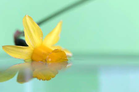 A macro portrait of a yellow daffodil floating in water with a green background. The flower casts a reflection on the mirrorlike surface of the water. It also is a bit underwater.の写真素材