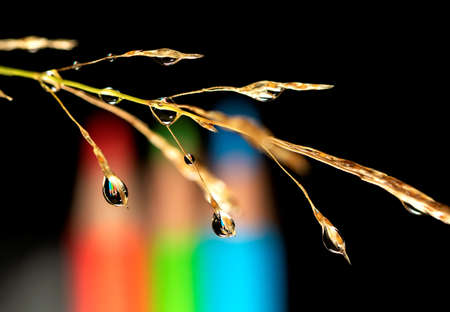A macro portrait of a blade of grass with multiple dew drops hanging from it. In the water droplets the reflection of some color pencils are visible.の写真素材