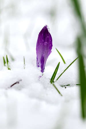 A portrait of a single closed purple crocus vernus flower surrounded by snow in a garden. There are also some blades of grass sticking out of the snow.の写真素材