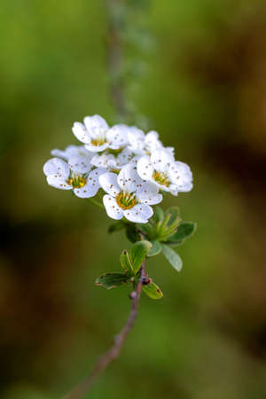 A macro portrait of a cluster of white prunus blossom flowers on a branch of a tree in a garden at springtime. The shallow depth of field gives a nice blurred and green background.の写真素材