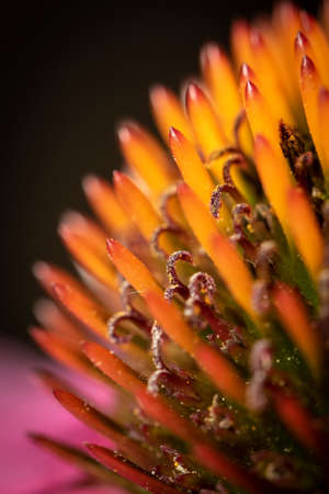 A macro portrait of an echanicea purpurea. The stencils and pollen are visible in detail on this coneflower also known as the magnus coneflower.の写真素材