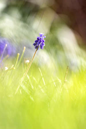 A scenic portrait of one blue grape hyacinth standing in the grass lawn of a garden, with a great depth of field effect. The flower is also known as the armeniacum flower or mouse hycinth.の写真素材