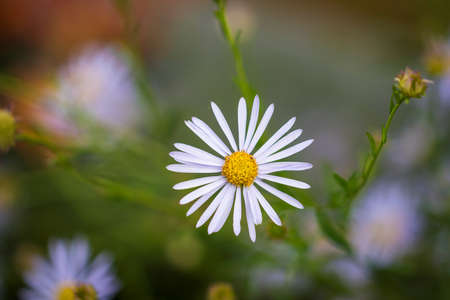 A portrait of a white daisy or white splendor flower, which is a white flower with a yellow core.の写真素材