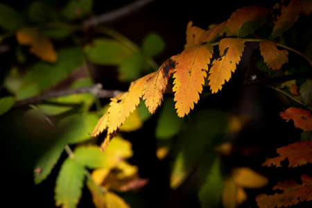 A portrait of some fall leafs of a bush in the shadow with some brown leafs catching the sunlight.の写真素材