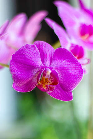 A close up portrait of a purple orchid with in the blurred background other orchids of its kind.の写真素材