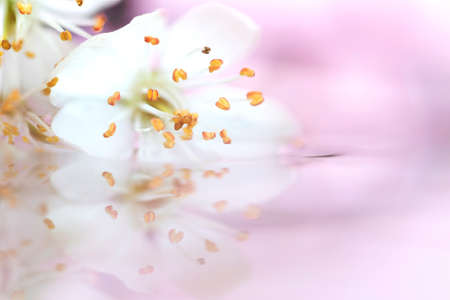 A dreamy and foggy portrait of a white blossom flower floating in water with a pink background. The flower casts a reflection on the mirrorlike surface of the water.の写真素材