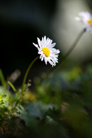 A portrait of a white and yellow daisy standing in the shade with a ray of sunlight hitting only the tiny flower during the spring season.の写真素材