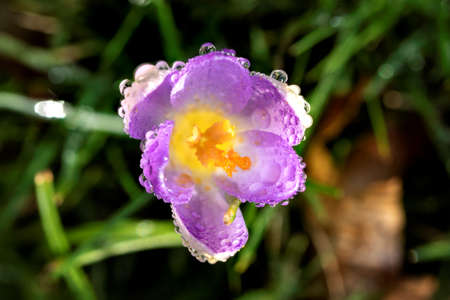 A top down macro portrait of a purple crocus sativus flower full of rain drops. The dew drops, pollen and pestils are very detailed.の写真素材