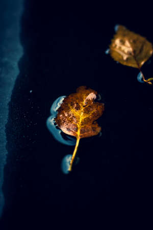 A dark portrait of a yellow and brown colored fallen leaf, fallen down into a puddle of water during fall.の写真素材