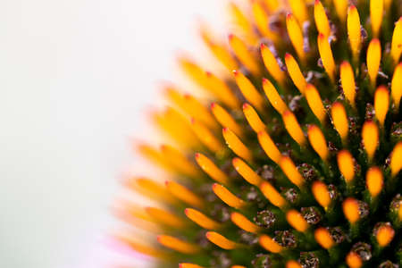 A light macro portrait of the stencils in the core of a echinacea purpurea, otherwise known as a magnus coneflower. The core is shaped as a cone.の写真素材