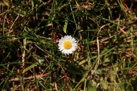 A top down portrait of a small white daisy in a grass field with some pollen laying on top of it.の写真素材