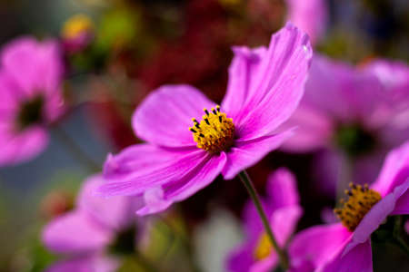 A close up portrait of a violet cosmos flower, the flower has pruple petals and a yellow core with black tipped stencils.の写真素材
