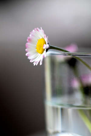 A close up portrait of a small daisy in a small glass of water with some other daisies. The tiny blooming flower is white and yellow and standing indoor in a house lit by a window.の写真素材