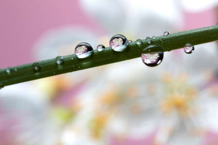 A macro portrait of a blade of grass with water drops on it. In the dew droplets the reflected image of the blurred white cherry blossom in the background is visible.の写真素材