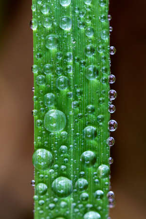 A macro portrait of water droplets in different sizes on a blade of grass. It looks like a traffic jam in nature.の写真素材