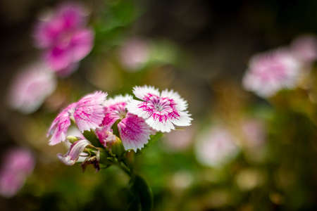 A beautiful and colorful macro portrait of a bunch of white and purple caryophyllus dianthus or pink kisses flowers in a very shallow depth of field. The plant is part of the caryophyllaceae family.の写真素材