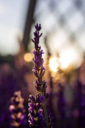 A portrait of a branch of lavender with its typical purple colored flowers during golden hour at sunset.の写真素材