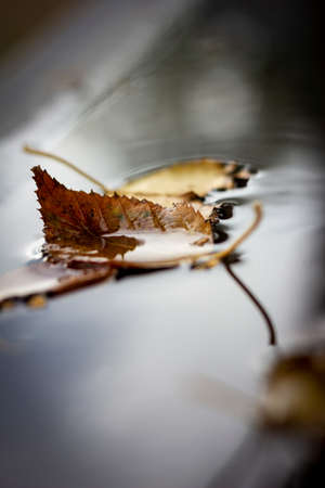 A portrait of a yellow and brown colored fallen leaf, fallen down into a puddle of water during fall. The leaf is accompagnied by other leaves.の写真素材