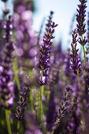 A portrait of a single lavender flower in a lavender bush outside in the garden surrounded by a lot of other lavender flowers.の写真素材