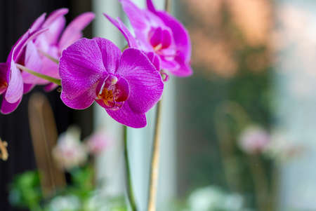 A close up portrait of some purple orchids standing indoor next to a window.の写真素材
